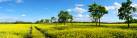 Panoramic view of rural landscape with rapeseed field